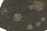 Dactylioceras Ammonite Cluster - Posidonia Shale, Germany #100266-1